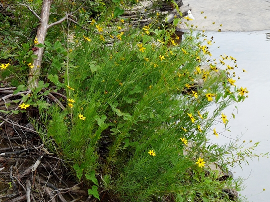 {Coreopsis pulchra}
